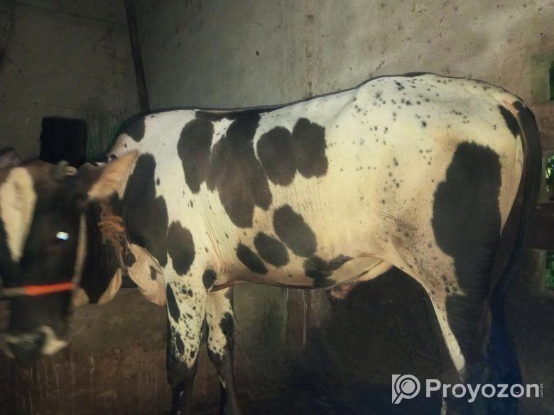 পিজিয়ান গবাদি পশু বিক্রি হবে