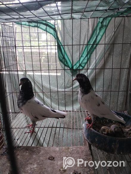 টেডি কবুতর রানিং জোড়া