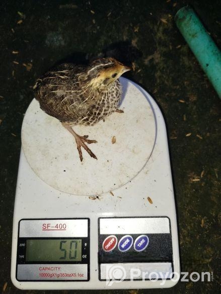 কোয়েল পাখি