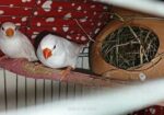 White finch Sell Post