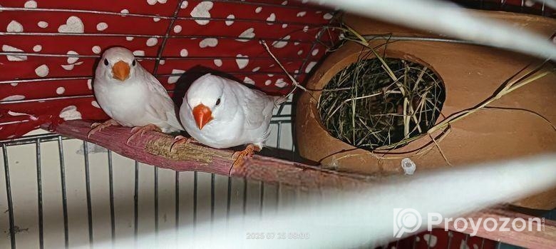 White finch Sell Post