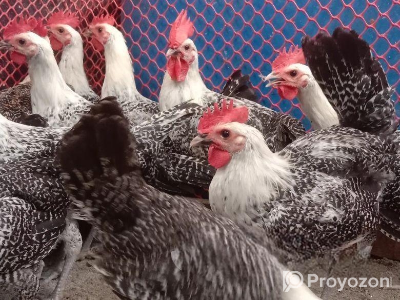 ফাউমি মুরগী