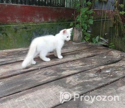 পার্সিয়ান মিক্স কিউট বিড়াল ছানা