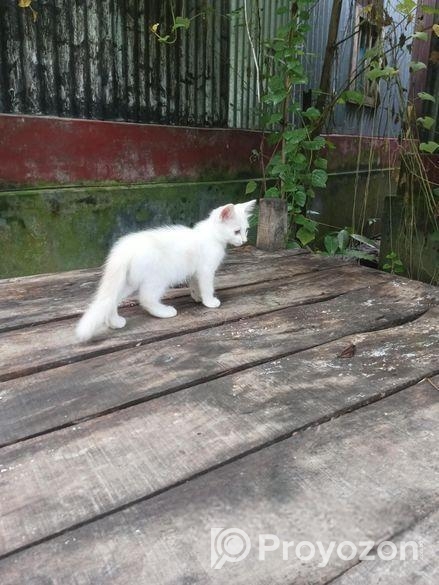 পার্সিয়ান মিক্স কিউট বিড়াল ছানা