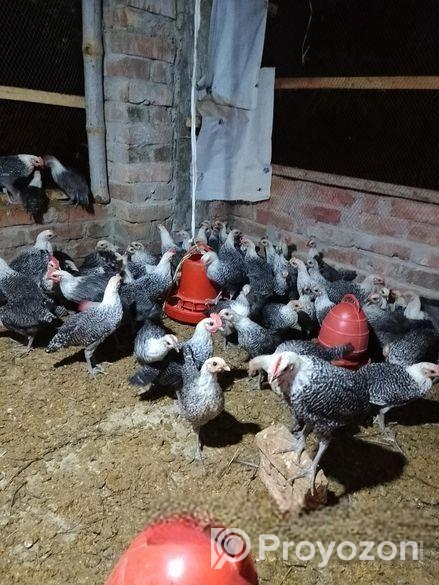 মিশরীয় ফাওমি মোরগ