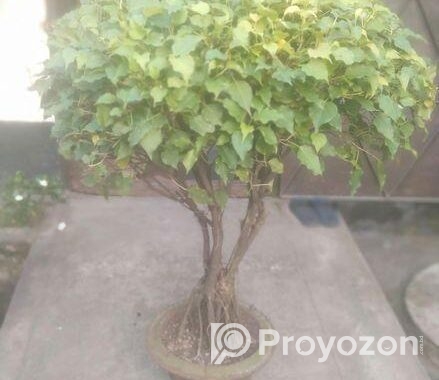 বট বনসাই