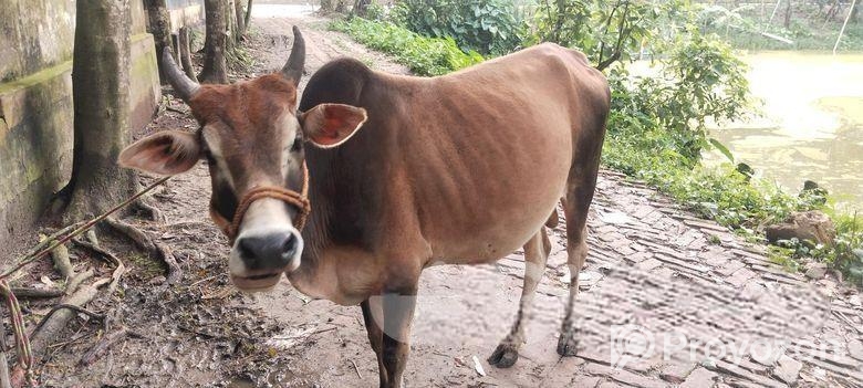 ষাড় গরু
