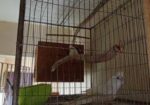 Cockatiel Bird Albino