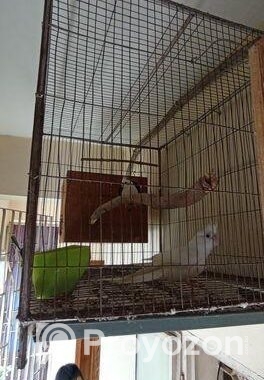 Cockatiel Bird Albino