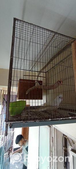 Cockatiel Bird Albino