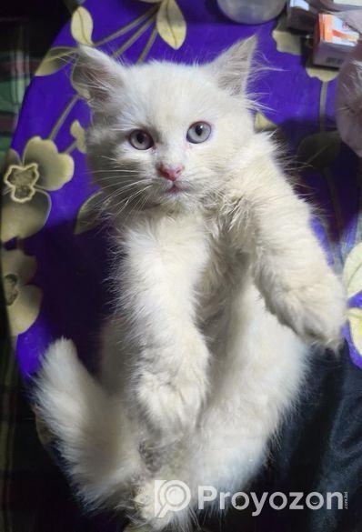 ত্রিপল কোডিং এর পিওর পারসিয়ান কিটেন৫টা টোটাল,২ মাস