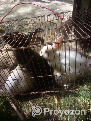 একটি মেল ও দুটি ফেমেল