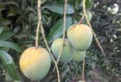হিম সাগর আম
