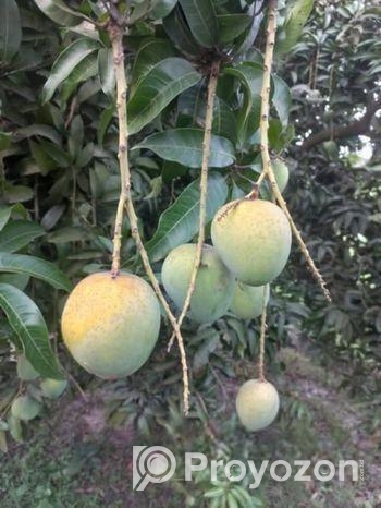 হিম সাগর আম