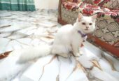 pure persian cat