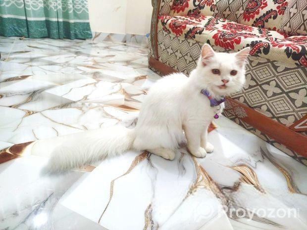 pure persian cat