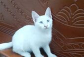 Persian Mixed Breed