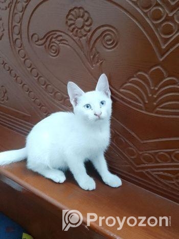 Persian Mixed Breed
