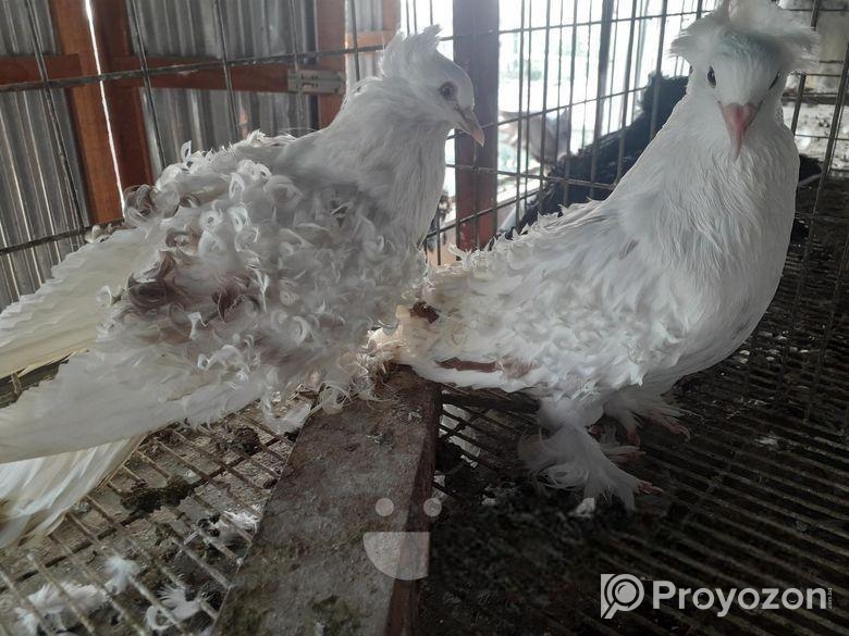 কবুতর বিক্রি