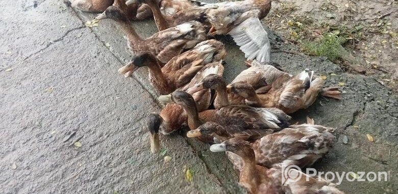 হাস বিক্রয় হবে