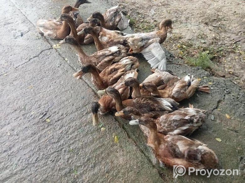 হাস বিক্রয় হবে