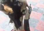 একটি তোতাপুরী খাসি ছাগল বিক্রি হবে