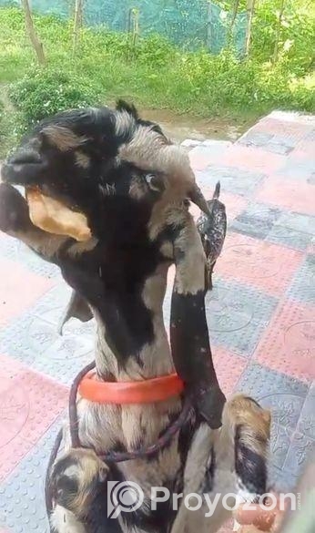 একটি তোতাপুরী খাসি ছাগল বিক্রি হবে