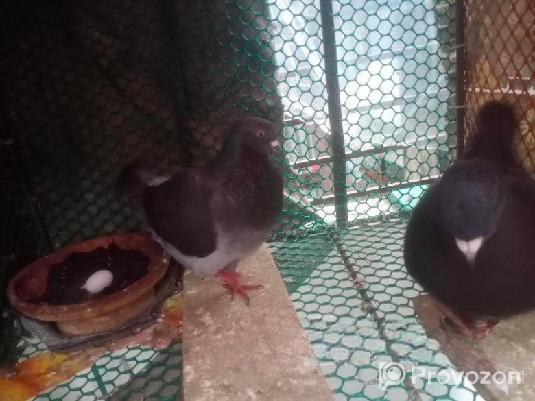 শো কিং কবুতর