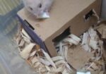 A Golden Syrian Hamster