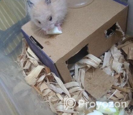 A Golden Syrian Hamster