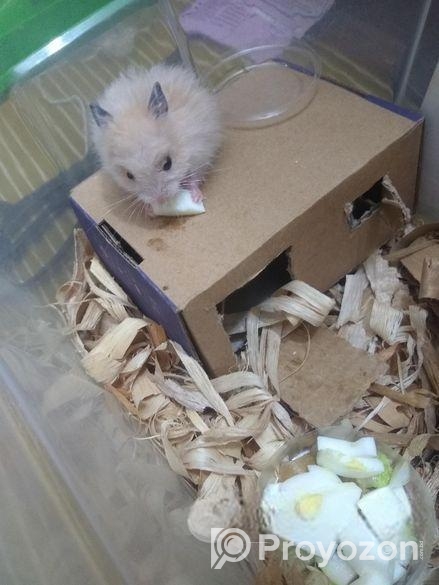 A Golden Syrian Hamster