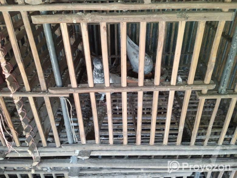 কবুতর মুরগির বড় খাচা