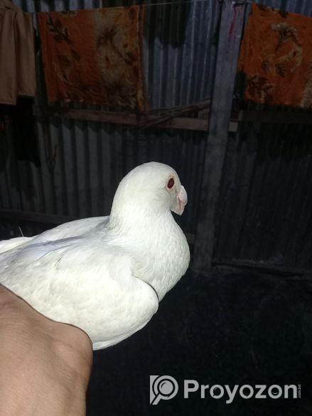 বিউটি হুমা