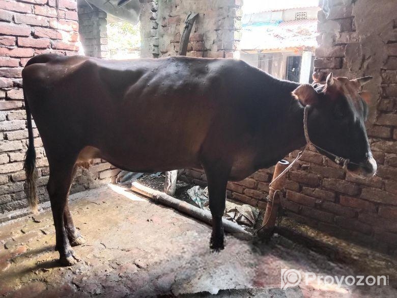 জার্সি গাভী বিক্রি করা হবে