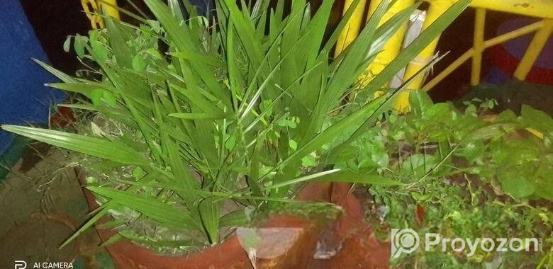 আজওয়া খেজুর চারা