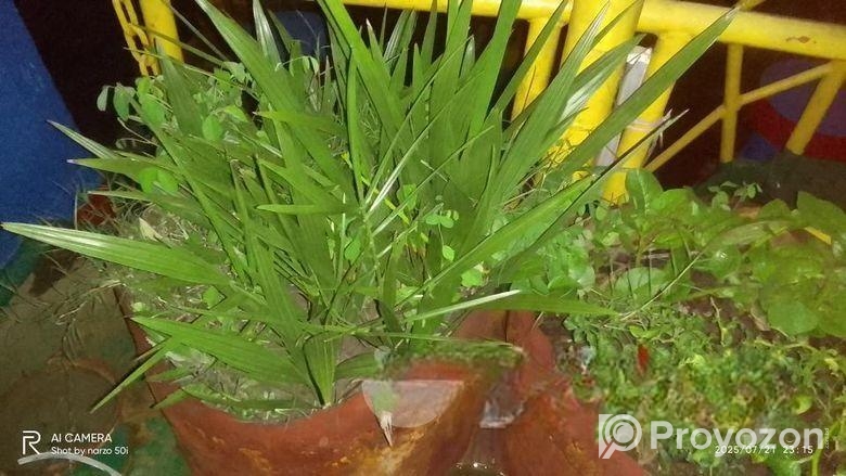 আজওয়া খেজুর চারা