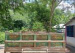 ট্রাক্টর ও বগি সহ বিক্রি হবে