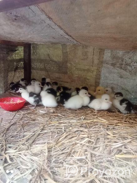 চিন হাস রানিং এবং বাচ্চা