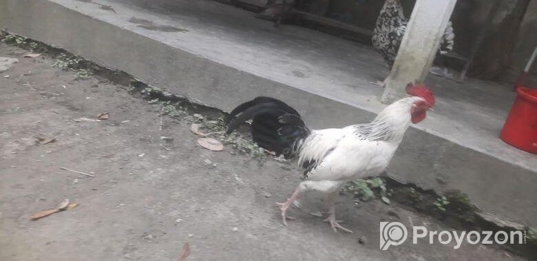 দেশি মোরগ