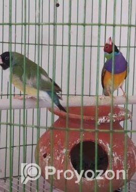লাভ বার্ড, গেল্ডিয়ান ফ্রিঞ্চ