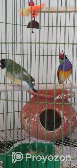 লাভ বার্ড, গেল্ডিয়ান ফ্রিঞ্চ