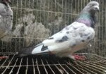 পাংকি কবুতর বিক্রয় করব