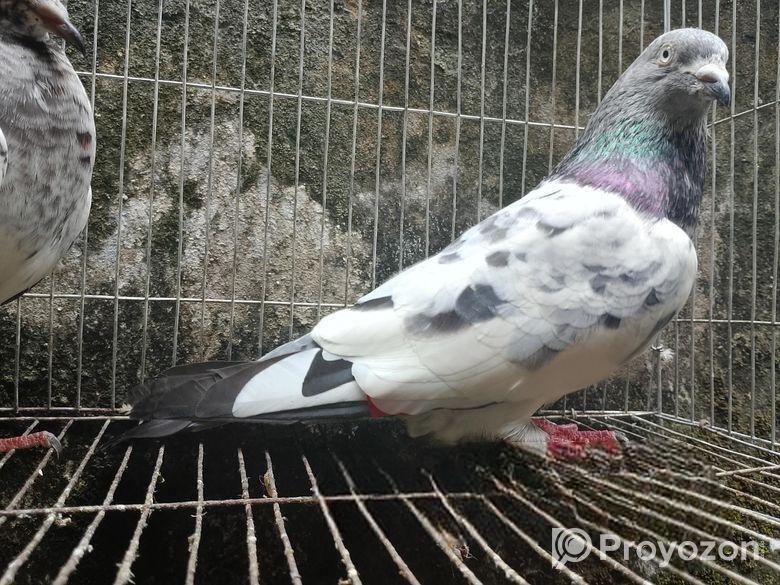 পাংকি কবুতর বিক্রয় করব