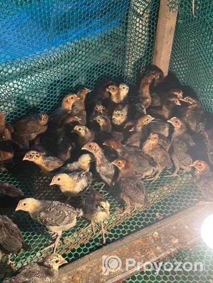 ফাহমি মুরগির বাচ্চা এবং টাইগার