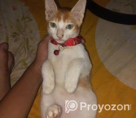 মিক্স পাসিয়ান বিড়াল
