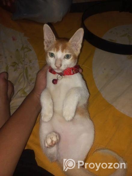 মিক্স পাসিয়ান বিড়াল