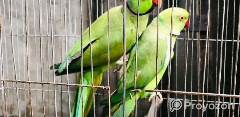 Breeding Indian Ringneck
