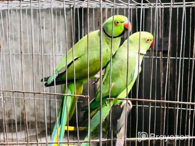 Breeding Indian Ringneck