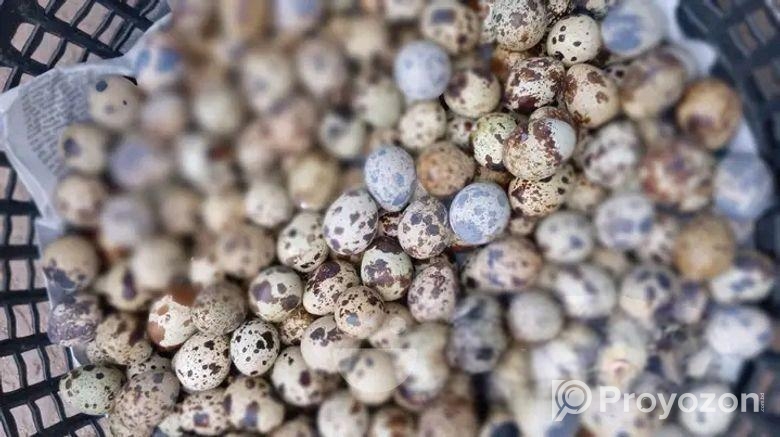 কোয়েল পাখির ডিম