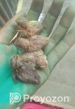 কিং কোয়েলে